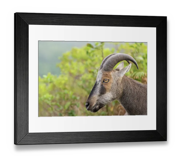 Framed Print : Nilgiri tahr (Nilgiritragus hylocrius) head portrait, Munnar, Nilgiri hills, Western Ghats, Kerala, India Framed Print : Nilgiri tahr (Nilgiritragus hylocrius) head portrait, Munnar, Nilgiri hills, Western Ghats, Kerala, India
