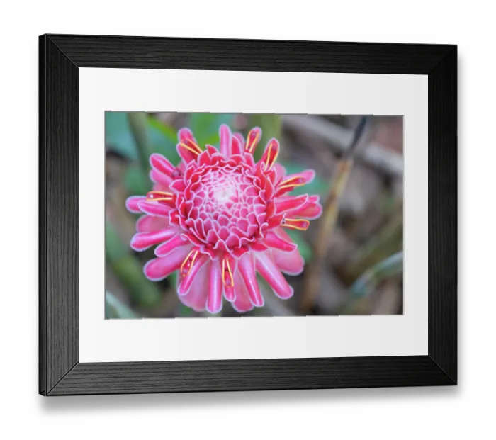 Framed Print : Torch ginger (Etlingera elatior) in flower, Munnar, Kerala, India Framed Print : Torch ginger (Etlingera elatior) in flower, Munnar, Kerala, India