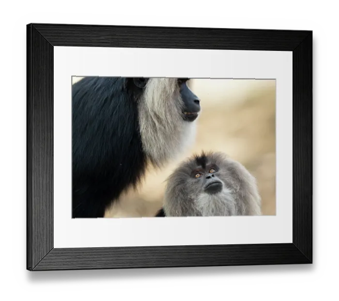 Framed Print : Lion-tailed macaques (Macaca silenus) pair, mating, Valparai, Tamil Nadu, India. Endangered