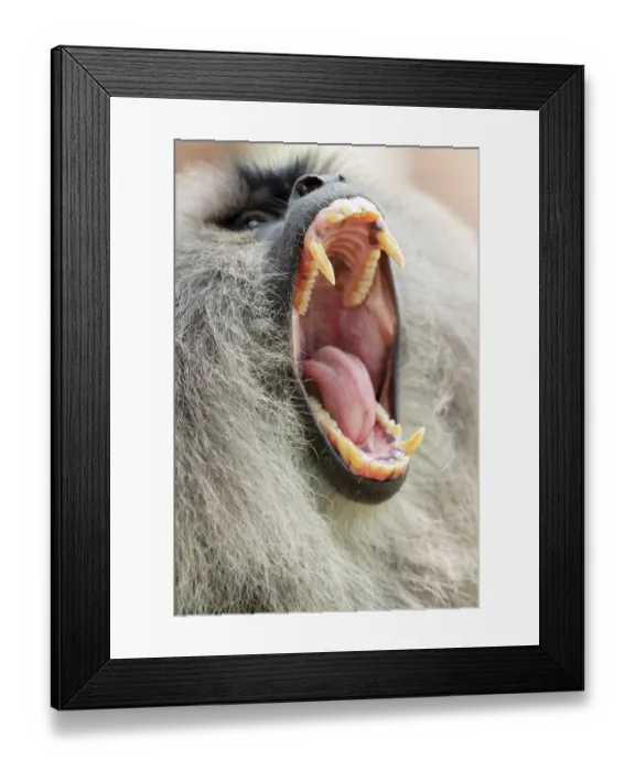 Framed Print : Lion-tailed macaque (Macaca silenus) with mouth open wide, head portrait, Valparai, Tamil Nadu, India. Endangered Framed Print : Lion-tailed macaque (Macaca silenus) with mouth open wide, head portrait, Valparai, Tamil Nadu, India. Endangered