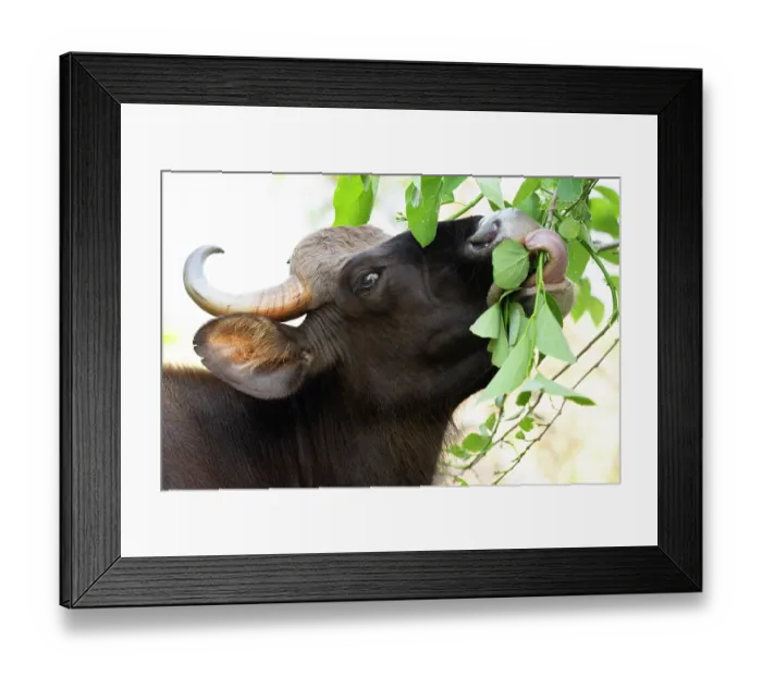 Framed Print : Gaur (Bos gaurus) bull feeding on vegetation, Kabini, Nagarhole National Park, Karnataka, India Framed Print : Gaur (Bos gaurus) bull feeding on vegetation, Kabini, Nagarhole National Park, Karnataka, India