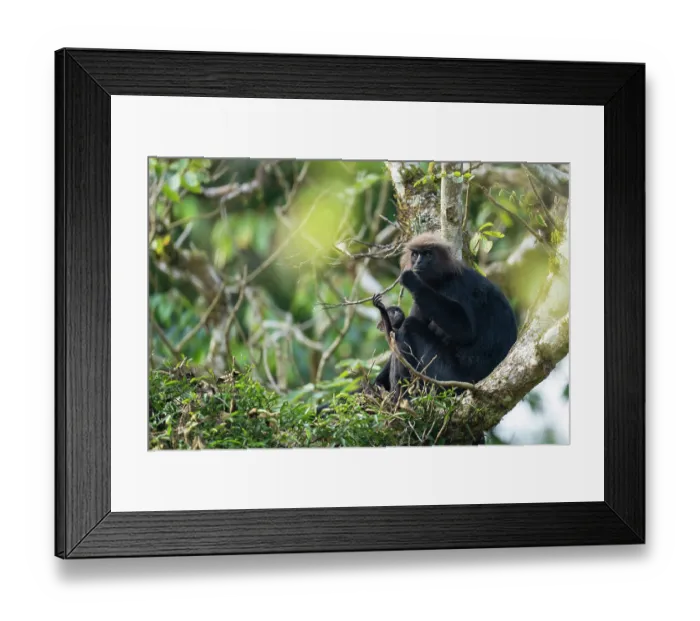 Framed Print : Nilgiri langur (Semnopithecus johnii) female with infant, sitting in tree, Valparai, Tamil Nadu, India Framed Print : Nilgiri langur (Semnopithecus johnii) female with infant, sitting in tree, Valparai, Tamil Nadu, India