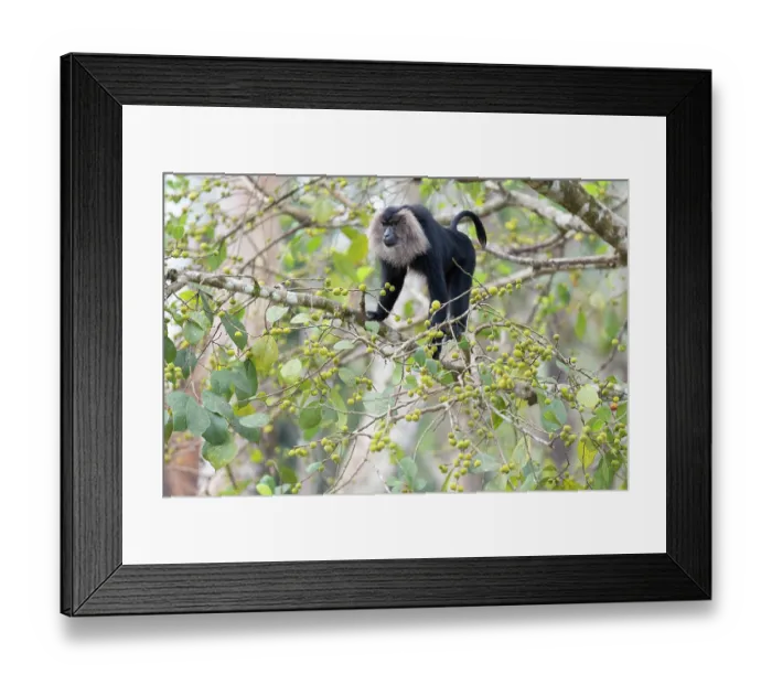 Framed Print : Lion-tailed macaque (Macaca silenus) male, climbing along branch in forest, Valparai, Tamil Nadu, India. Endangered Framed Print : Lion-tailed macaque (Macaca silenus) male, climbing along branch in forest, Valparai, Tamil Nadu, India. Endangered