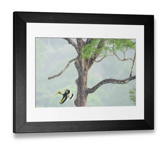 Framed Print : Great hornbill (Buceros bicornis) in flight, leaving nest hole in tree, Valparai, Tamil Nadu, India Framed Print : Great hornbill (Buceros bicornis) in flight, leaving nest hole in tree, Valparai, Tamil Nadu, India