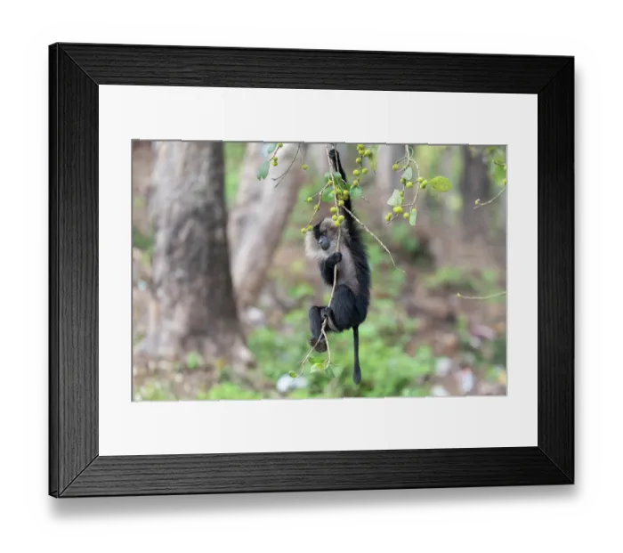 Framed Print : Lion-tailed macaque (Macaca silenus) male, hanging from branch, Valparai, Tamil Nadu, India. Endangered Framed Print : Lion-tailed macaque (Macaca silenus) male, hanging from branch, Valparai, Tamil Nadu, India. Endangered
