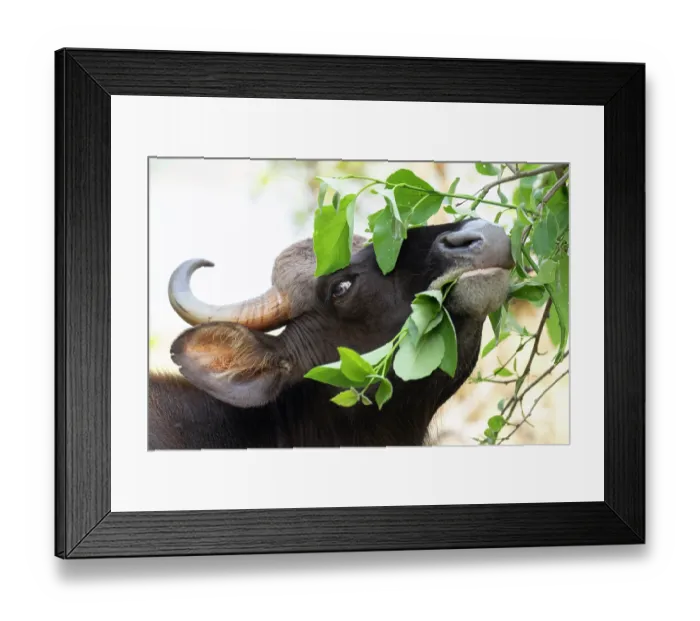 Framed Print : Gaur (Bos gaurus) bull feeding on vegetation, Kabini, Nagarhole National Park, Karnataka, India Framed Print : Gaur (Bos gaurus) bull feeding on vegetation, Kabini, Nagarhole National Park, Karnataka, India