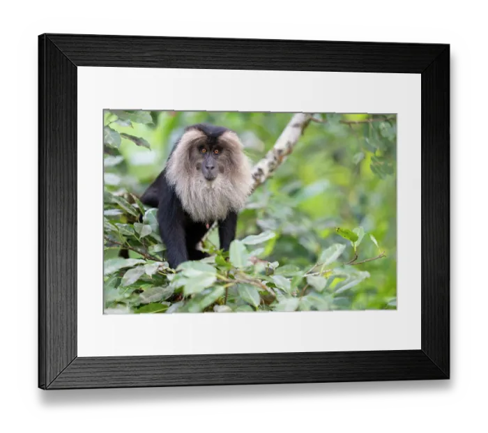 Framed Print : RF - Lion-tailed macaque (Macaca silenus) male, sitting in tree, Valparai, Tamil Nadu, India. Endangered. (This image may be licensed either as rights managed or royalty free.) Framed Print : RF - Lion-tailed macaque (Macaca silenus) male, sitting in tree, Valparai, Tamil Nadu, India. Endangered. (This image may be licensed either as rights managed or royalty free.)