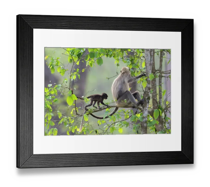 Framed Print : Black-footed gray langur (Semnopithecus hypoleucos) sitting in a tree with infant walking along branch, Kabini, Nagarhole National Park, Karnataka, India Framed Print : Black-footed gray langur (Semnopithecus hypoleucos) sitting in a tree with infant walking along branch, Kabini, Nagarhole National Park, Karnataka, India