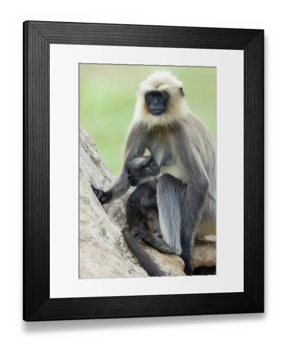 Framed Print : Black-footed gray langur (Semnopithecus hypoleucos) female with suckling infant, sitting on a fallen tree, Kabini, Nagarhole National Park, Karnataka, India Framed Print : Black-footed gray langur (Semnopithecus hypoleucos) female with suckling infant, sitting on a fallen tree, Kabini, Nagarhole National Park, Karnataka, India