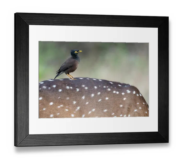 Framed Print : Common myna (Acridotheres tristis) perched on the back of a Chital / Spotted deer (Axis axis), Kabini, Nagarhole National Park, Karnataka, India Framed Print : Common myna (Acridotheres tristis) perched on the back of a Chital / Spotted deer (Axis axis), Kabini, Nagarhole National Park, Karnataka, India
