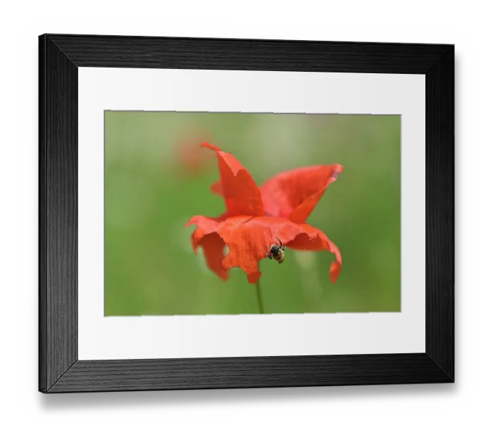 Framed Print : Poppy bee (Osmia papaveris) cutting piece of petal from Common poppy (Papaver rhoeas) to be used as nesting material. Bamberg, Germany. June Framed Print : Poppy bee (Osmia papaveris) cutting piece of petal from Common poppy (Papaver rhoeas) to be used as nesting material. Bamberg, Germany. June