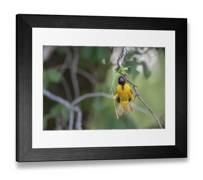 Framed Print : Village weaver (Ploceus cucullatus) perched on branch, in early stages of constructing a nest, Allahein River, The Gambia Framed Print : Village weaver (Ploceus cucullatus) perched on branch, in early stages of constructing a nest, Allahein River, The Gambia