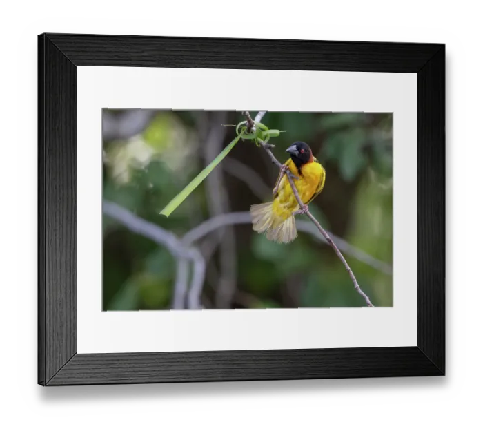 Framed Print : Village weaver (Ploceus cucullatus) perched on branch, in early stages of constructing a nest, Allahein River, The Gambia Framed Print : Village weaver (Ploceus cucullatus) perched on branch, in early stages of constructing a nest, Allahein River, The Gambia