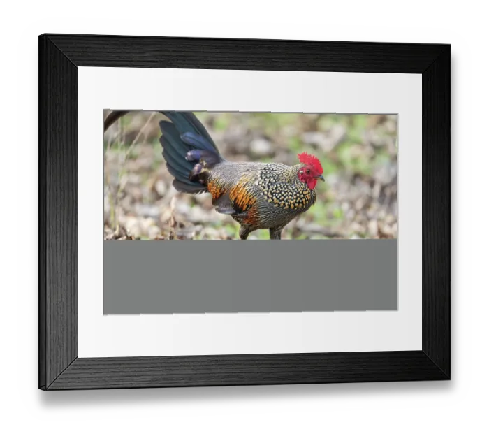 Framed Print : Grey jungle fowl (Gallus sonneratii) male, portrait, Kabini, Nagarhole National Park, Karnataka. India Framed Print : Grey jungle fowl (Gallus sonneratii) male, portrait, Kabini, Nagarhole National Park, Karnataka. India