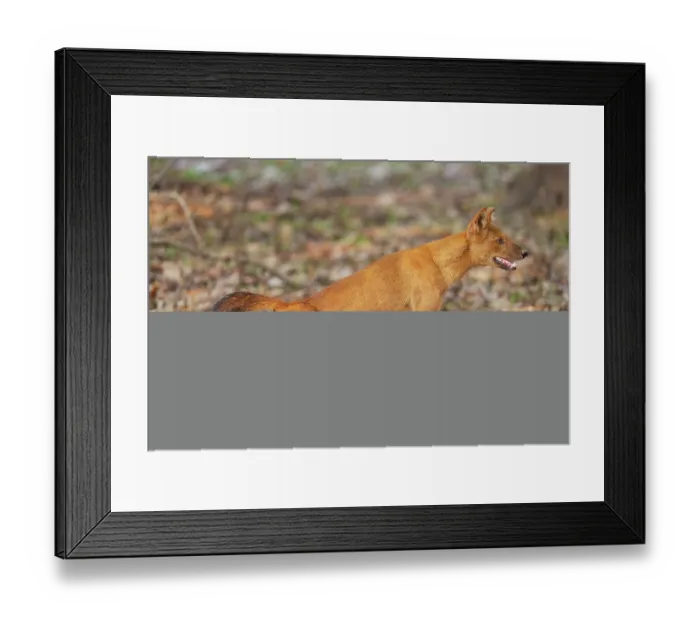 Framed Print : Dhole (Cuon alpinus) stretching, Kabini, Nagarhole National Park, Karnataka, India. Endangered Framed Print : Dhole (Cuon alpinus) stretching, Kabini, Nagarhole National Park, Karnataka, India. Endangered