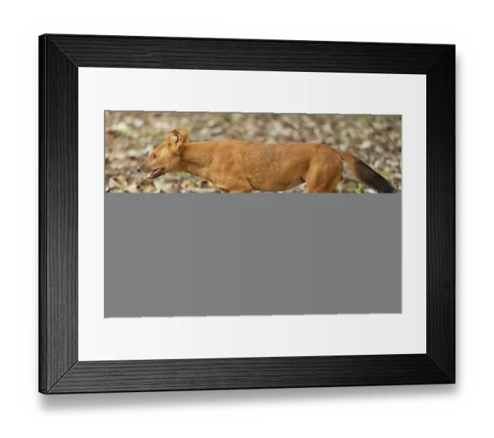 Framed Print : Dhole (Cuon alpinus) walking through forest, Kabini, Nagarhole National Park, Karnataka, India. Endangered Framed Print : Dhole (Cuon alpinus) walking through forest, Kabini, Nagarhole National Park, Karnataka, India. Endangered
