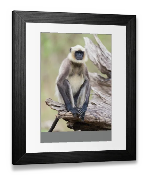 Framed Print : Black-footed gray langur (Semnopithecus hypoleucos) sitting on a fallen tree, Kabini, Nagarhole National Park, Karnataka, India