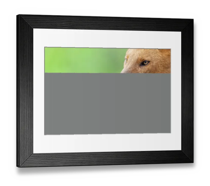 Framed Print : Dhole (Cuon alpinus) head portrait, Kabini, Nagarhole National Park, Karnataka, India. Endangered Framed Print : Dhole (Cuon alpinus) head portrait, Kabini, Nagarhole National Park, Karnataka, India. Endangered