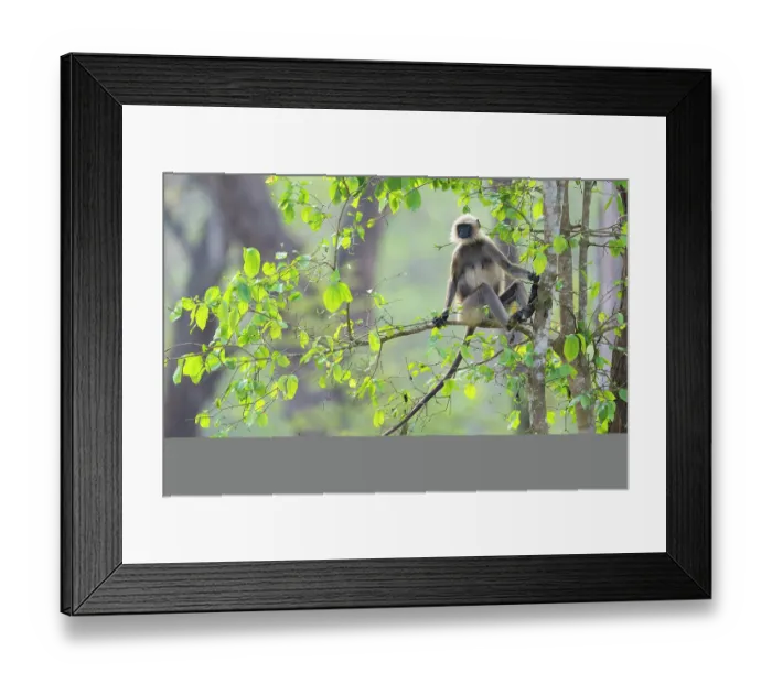 Framed Print : Black-footed gray langur (Semnopithecus hypoleucos) sitting in a tree, Kabini, Nagarhole National Park, Karnataka, India Framed Print : Black-footed gray langur (Semnopithecus hypoleucos) sitting in a tree, Kabini, Nagarhole National Park, Karnataka, India