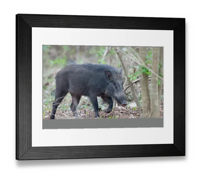 Framed Print : Wild boar (Sus scrofa) walking through forest, Kabini, Nagarhole National Park, Karnataka, India Framed Print : Wild boar (Sus scrofa) walking through forest, Kabini, Nagarhole National Park, Karnataka, India