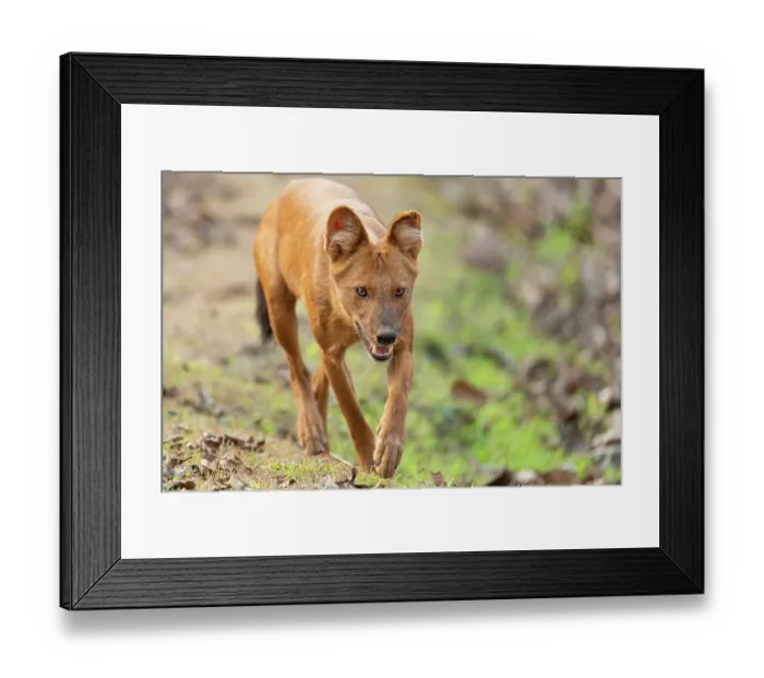Framed Print : Dhole (Cuon alpinus) running through forest, Kabini, Nagarhole National Park, Karnataka, India. Endangered Framed Print : Dhole (Cuon alpinus) running through forest, Kabini, Nagarhole National Park, Karnataka, India. Endangered