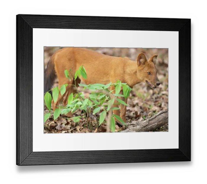 Framed Print : RF - Dhole (Cuon alpinus) standing in forest, Kabini, Nagarhole National Park, Karnataka, India. Endangered. (This image may be licensed either as rights managed or royalty free.) Framed Print : RF - Dhole (Cuon alpinus) standing in forest, Kabini, Nagarhole National Park, Karnataka, India. Endangered. (This image may be licensed either as rights managed or royalty free.)