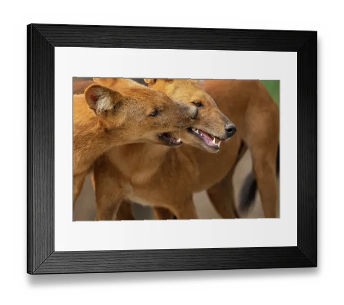 Framed Print : Two Dholes (Cuon alpinus) socialising, Kabini, Nagarhole National Park, Karnataka, India. Endangered Framed Print : Two Dholes (Cuon alpinus) socialising, Kabini, Nagarhole National Park, Karnataka, India. Endangered