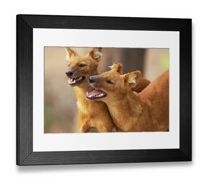 Framed Print : Two Dholes (Cuon alpinus) socialising, Kabini, Nagarhole National Park, Karnataka, India. Endangered Framed Print : Two Dholes (Cuon alpinus) socialising, Kabini, Nagarhole National Park, Karnataka, India. Endangered