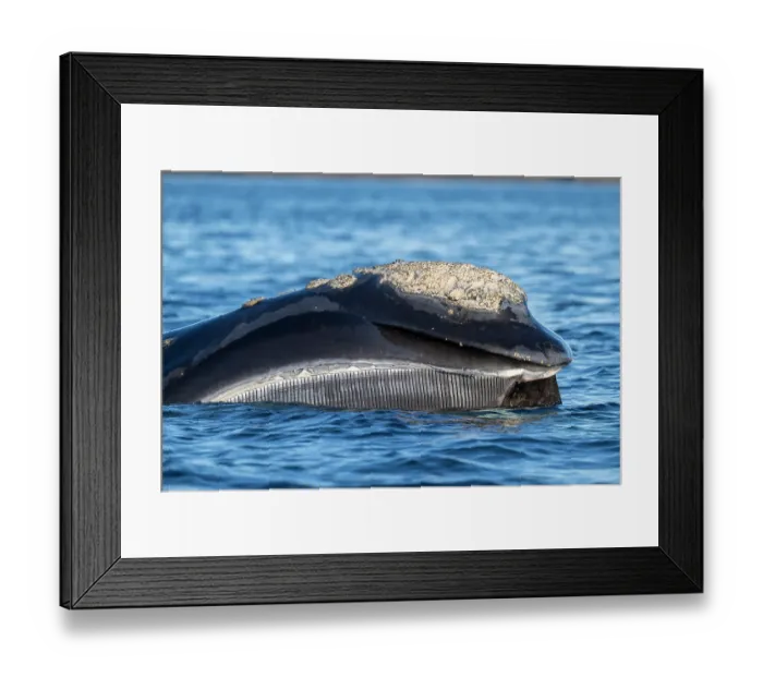 Framed Print : Southern right whale (Eubalaena australis) filter-feeding at the surface, showing baleen, Golfo Nuevo, Peninsula Valdez, Chubut Province, Argentina, Atlantic Ocean Framed Print : Southern right whale (Eubalaena australis) filter-feeding at the surface, showing baleen, Golfo Nuevo, Peninsula Valdez, Chubut Province, Argentina, Atlantic Ocean