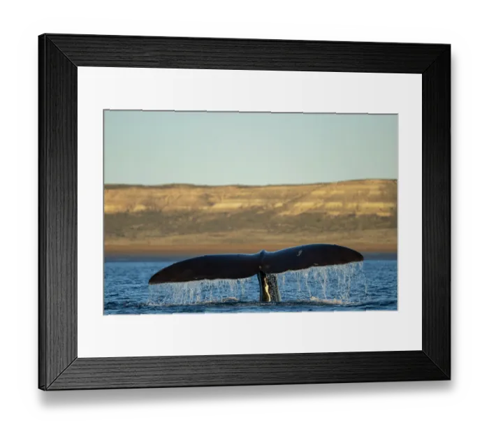 Framed Print : Southern right whale (Eubalaena australis) raising tail fluke to dive, Golfo Nuevo, Peninsula Valdez, Chubut Province, Argentina, Atlantic Ocean