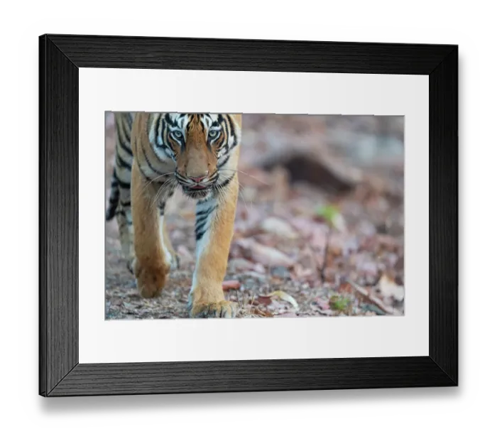 Framed Print : Bengal tiger (Panthera tigris tigris) portrait, Tadoba Andhari Tiger Reserve, Chandrapur district, Maharashtra, India. Endangered Framed Print : Bengal tiger (Panthera tigris tigris) portrait, Tadoba Andhari Tiger Reserve, Chandrapur district, Maharashtra, India. Endangered