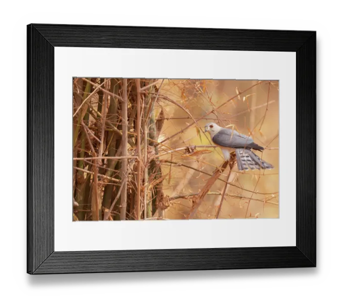 Framed Print : Shikra (Accipiter badius) perched on a branch, Tadoba Andhari Tiger Reserve, Chandrapur district, Maharashtra, India Framed Print : Shikra (Accipiter badius) perched on a branch, Tadoba Andhari Tiger Reserve, Chandrapur district, Maharashtra, India