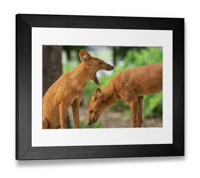 Framed Print : Two Dholes (Cuon alpinus) one yawning, portrait, Kabini, Nagarhole National Park, Karnataka, India. Endangered Framed Print : Two Dholes (Cuon alpinus) one yawning, portrait, Kabini, Nagarhole National Park, Karnataka, India. Endangered