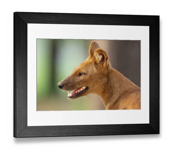 Framed Print : Dhole (Cuon alpinus) head portrait, Kabini, Nagarhole National Park, Karnataka, India. Endangered Framed Print : Dhole (Cuon alpinus) head portrait, Kabini, Nagarhole National Park, Karnataka, India. Endangered