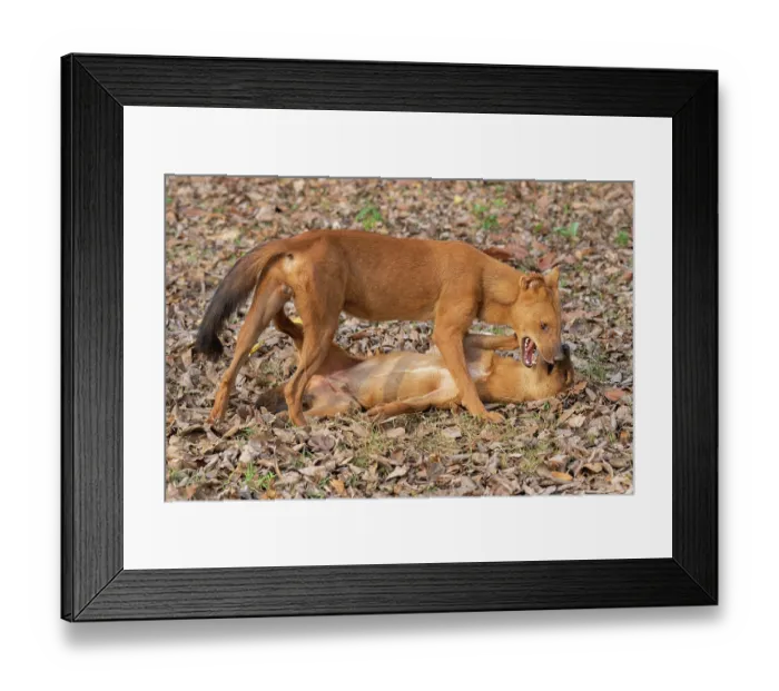 Framed Print : Two Dholes (Cuon alpinus) play fighting and socialising, Kabini, Nagarhole National Park, Karnataka, India. Endangered Framed Print : Two Dholes (Cuon alpinus) play fighting and socialising, Kabini, Nagarhole National Park, Karnataka, India. Endangered