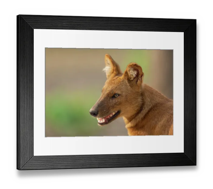 Framed Print : Dhole (Cuon alpinus) head portrait, Kabini, Nagarhole National Park, Karnataka, India. Endangered Framed Print : Dhole (Cuon alpinus) head portrait, Kabini, Nagarhole National Park, Karnataka, India. Endangered