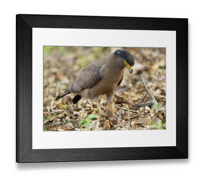 Framed Print : Crested serpent eagle (Spilornis cheela) walking on the ground, Kabini, Nagarhole National Park, Karnataka, India Framed Print : Crested serpent eagle (Spilornis cheela) walking on the ground, Kabini, Nagarhole National Park, Karnataka, India