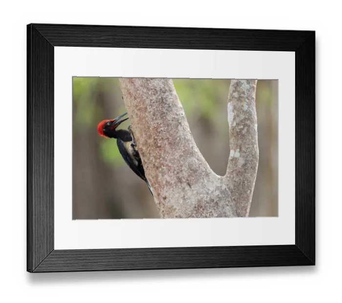 Framed Print : White-bellied woodpecker (Dryocopus javensis) male, perched on tree trunk, Kabini, Nagarhole National Park, Karnataka, India Framed Print : White-bellied woodpecker (Dryocopus javensis) male, perched on tree trunk, Kabini, Nagarhole National Park, Karnataka, India
