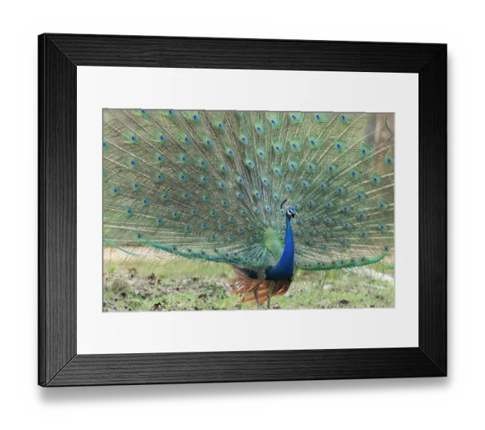 Framed Print : Common peafowl (Pavo cristatus) male displaying plumage, Kabini, Nagarhole National Park, Karnataka, India