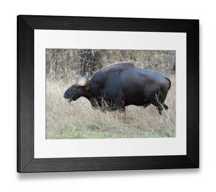 Framed Print : Gaur (Bos gaurus) bull, with wound, grazing in long grass, Tadoba Andhari Tiger Reserve, Chandrapur district, Maharashtra, India