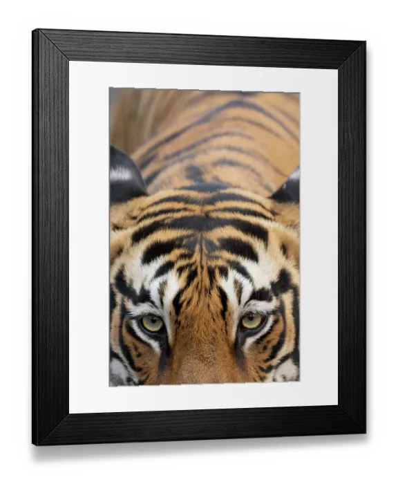 Framed Print : RF - Bengal tiger (Panthera tigris tigris) portrait, Tadoba Andhari Tiger Reserve, Chandrapur district, Maharashtra, India. Endangered Framed Print : RF - Bengal tiger (Panthera tigris tigris) portrait, Tadoba Andhari Tiger Reserve, Chandrapur district, Maharashtra, India. Endangered