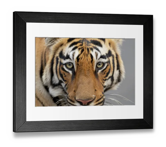 Framed Print : Bengal tiger (Panthera tigris tigris) head portrait, Tadoba Andhari Tiger Reserve, Chandrapur district, Maharashtra, India. Endangered Framed Print : Bengal tiger (Panthera tigris tigris) head portrait, Tadoba Andhari Tiger Reserve, Chandrapur district, Maharashtra, India. Endangered