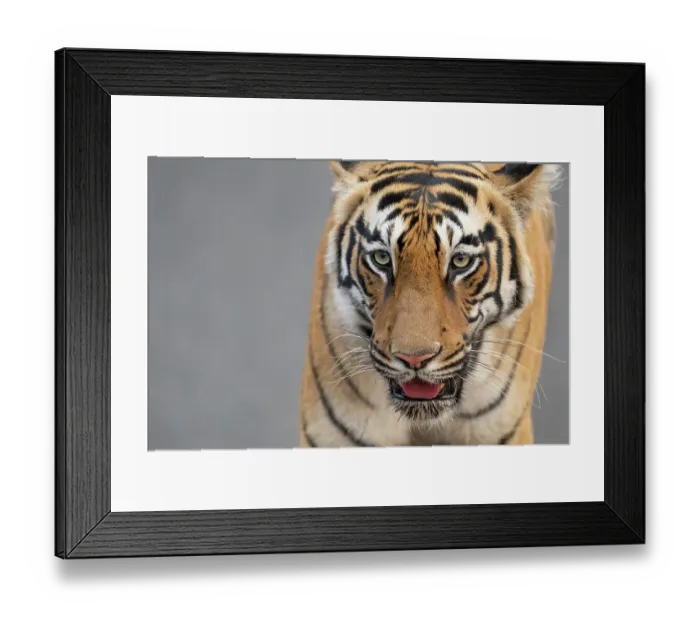 Framed Print : Bengal tiger (Panthera tigris tigris) portrait, Tadoba Andhari Tiger Reserve, Chandrapur district, Maharashtra, India. Endangered Framed Print : Bengal tiger (Panthera tigris tigris) portrait, Tadoba Andhari Tiger Reserve, Chandrapur district, Maharashtra, India. Endangered
