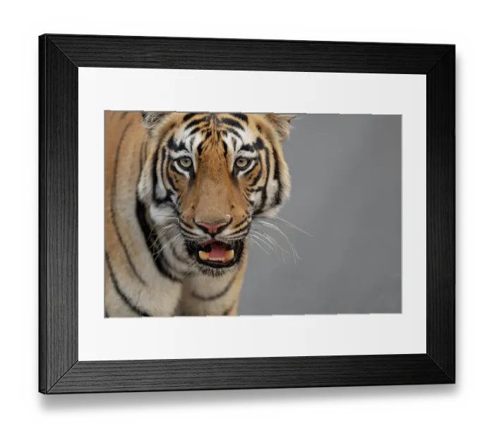 Framed Print : Bengal tiger (Panthera tigris tigris) portrait, Tadoba Andhari Tiger Reserve, Chandrapur district, Maharashtra, India. Endangered Framed Print : Bengal tiger (Panthera tigris tigris) portrait, Tadoba Andhari Tiger Reserve, Chandrapur district, Maharashtra, India. Endangered