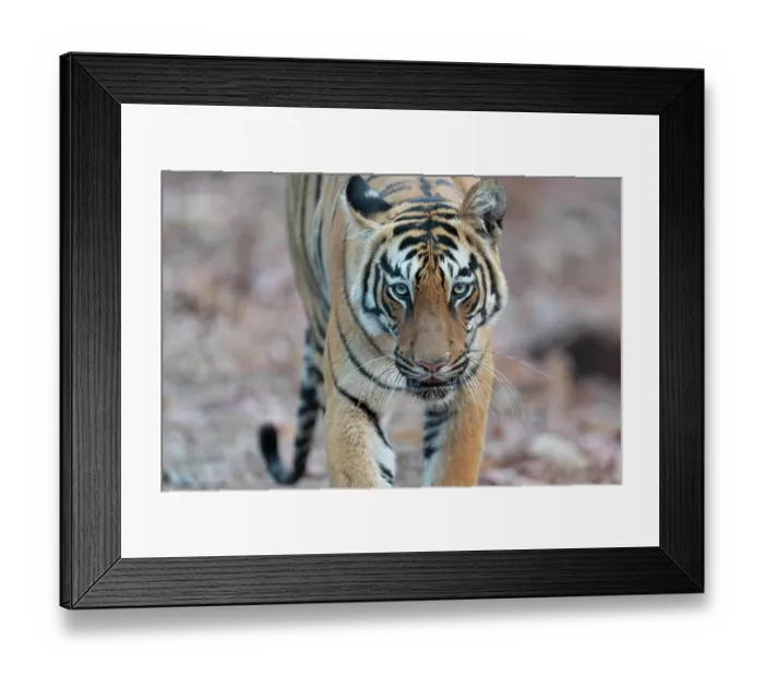 Framed Print : Bengal tiger (Panthera tigris tigris) portrait, Tadoba Andhari Tiger Reserve, Chandrapur district, Maharashtra, India. Endangered Framed Print : Bengal tiger (Panthera tigris tigris) portrait, Tadoba Andhari Tiger Reserve, Chandrapur district, Maharashtra, India. Endangered