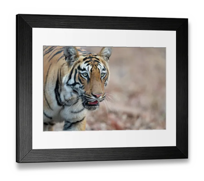 Framed Print : Bengal tiger (Panthera tigris tigris) portrait, Tadoba Andhari Tiger Reserve, Chandrapur district, Maharashtra, India. Endangered Framed Print : Bengal tiger (Panthera tigris tigris) portrait, Tadoba Andhari Tiger Reserve, Chandrapur district, Maharashtra, India. Endangered