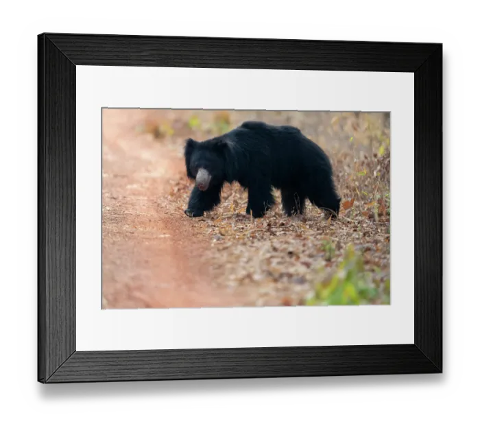 Framed Print : Sloth bear (Melursus ursinus) female, walking on forest path, Tadoba Andhari Tiger Reserve, Chandrapur district, Maharashtra, India
