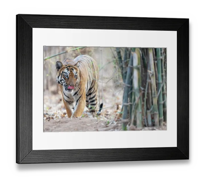 Framed Print : Bengal tiger (Panthera tigris tigris) walking through forest, licking its nose, Tadoba Andhari Tiger Reserve, Chandrapur district, Maharashtra, India. Endangered Framed Print : Bengal tiger (Panthera tigris tigris) walking through forest, licking its nose, Tadoba Andhari Tiger Reserve, Chandrapur district, Maharashtra, India. Endangered
