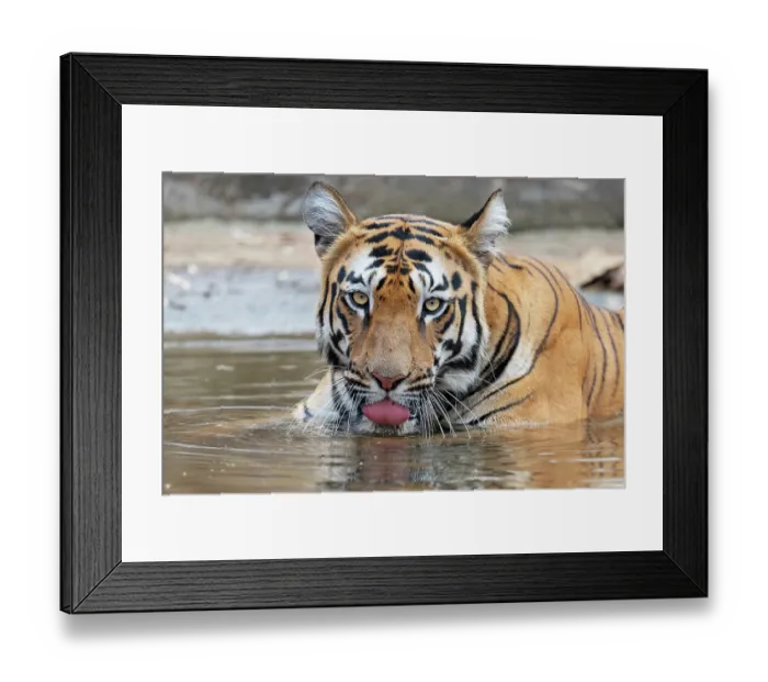 Framed Print : Bengal tiger (Panthera tigris tigris) resting in a pool, drinking, Tadoba Andhari Tiger Reserve, Chandrapur district, Maharashtra, India. Endangered