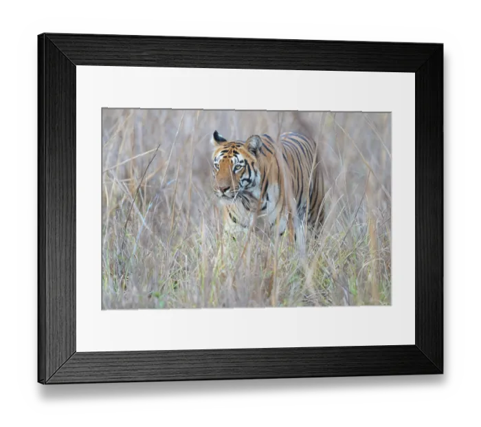 Framed Print : Bengal tiger (Panthera tigris tigris) walking through long grass, Tadoba Andhari Tiger Reserve, Chandrapur district, Maharashtra, India. Endangered Framed Print : Bengal tiger (Panthera tigris tigris) walking through long grass, Tadoba Andhari Tiger Reserve, Chandrapur district, Maharashtra, India. Endangered